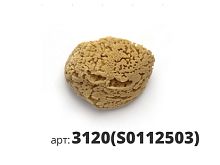 PAVAN 3120(S0112503) / натуральная губка морская 3120(S0112503)
